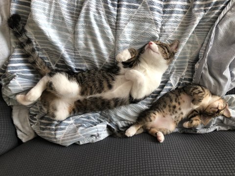 고양이를 알려고 하지 말아라