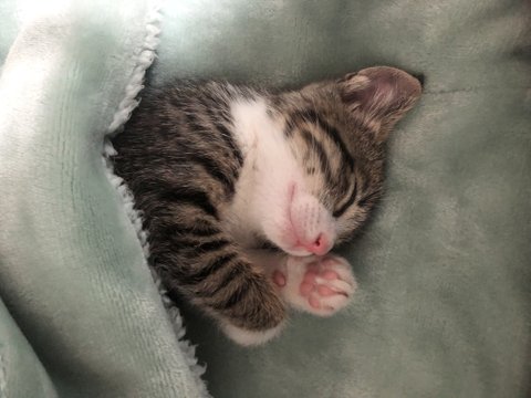고양이를 알려고 하지 말아라 3탄(고양이는 귀엽다)