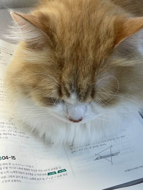 너무 이뻐서 자랑좀할게