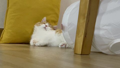 너무 이뻐서 자랑좀할게