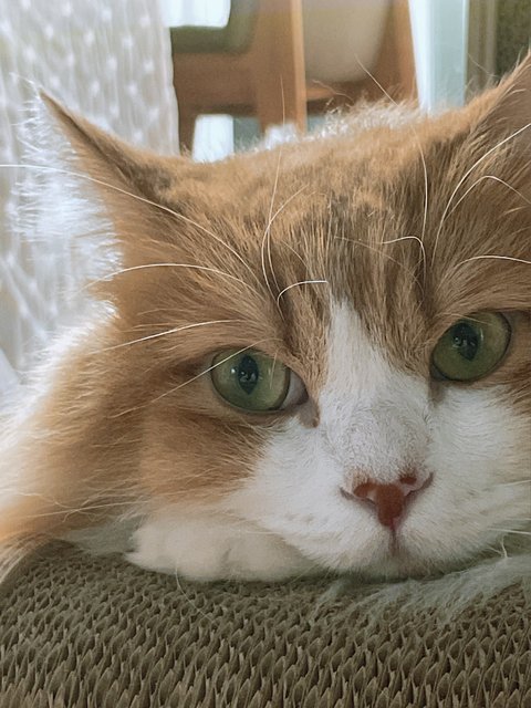 너무 이뻐서 자랑좀할게