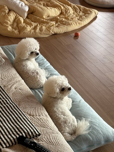 사랑스런 비숑 쌍둥이