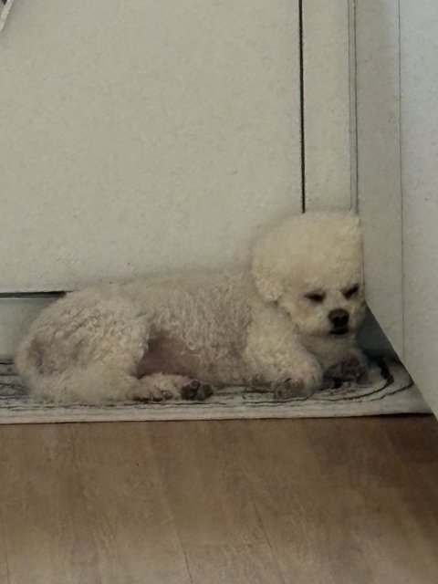 사랑스런 비숑 쌍둥이