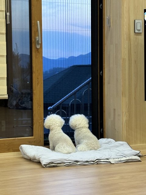 사랑스런 비숑 쌍둥이