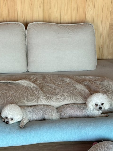 사랑스런 비숑 쌍둥이