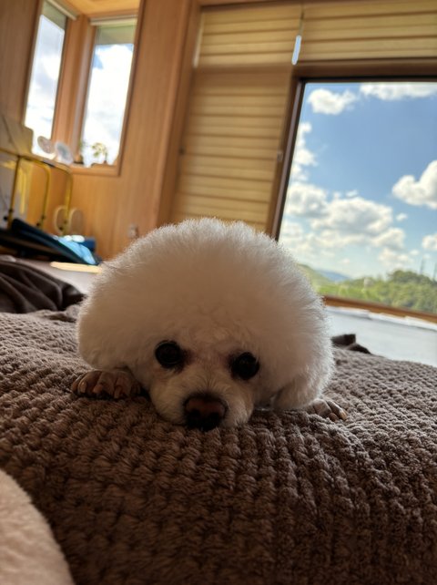 사랑스런 비숑 쌍둥이