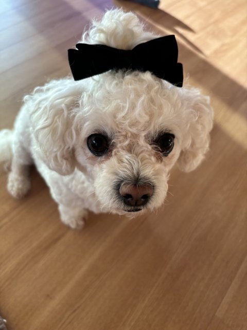 사랑스런 비숑 쌍둥이