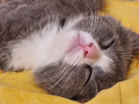 돼냥이되기전에 남겨보는 증명사진