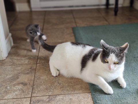 돼냥이되기전에 남겨보는 증명사진