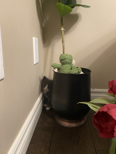 돼냥이되기전에 남겨보는 증명사진