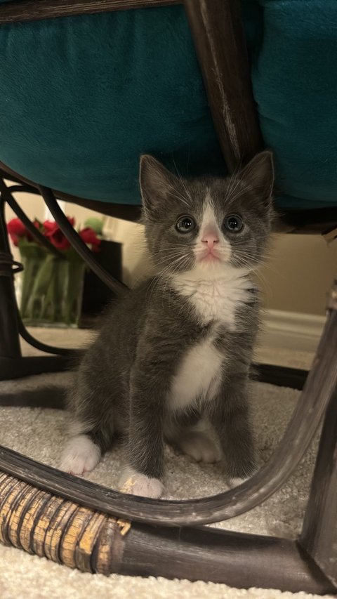 돼냥이되기전에 남겨보는 증명사진