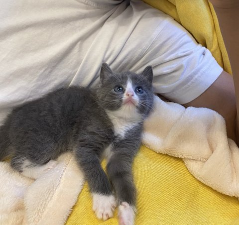 돼냥이되기전에 남겨보는 증명사진