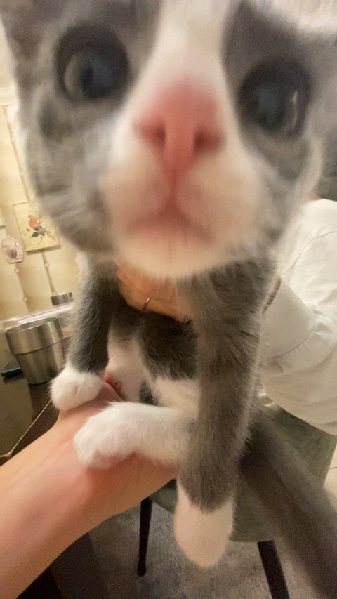 돼냥이되기전에 남겨보는 증명사진