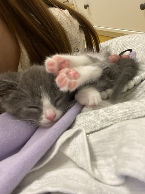 돼냥이되기전에 남겨보는 증명사진