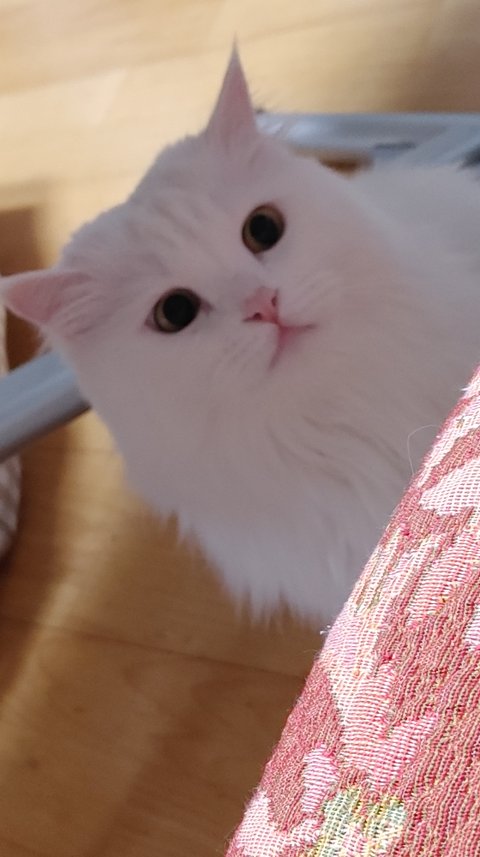 흰 고양이 다 큰거겠죠