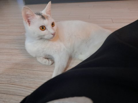 (고양이를 찾습니다.) 전라남도 광주 서구