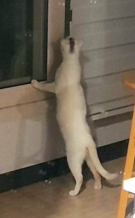 (고양이를 찾습니다.) 전라남도 광주 서구