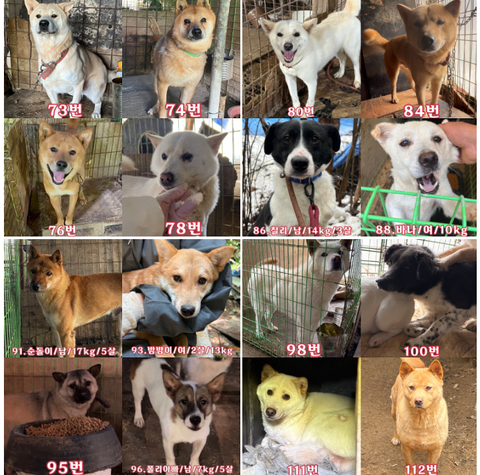 완주군 보호소를 도와주세요. 내일 8월 5일 오전 49마리의 생명이 사라집니다… 여러분의 관심이 필요합니다