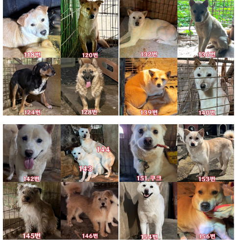 완주군 보호소를 도와주세요. 내일 8월 5일 오전 49마리의 생명이 사라집니다… 여러분의 관심이 필요합니다