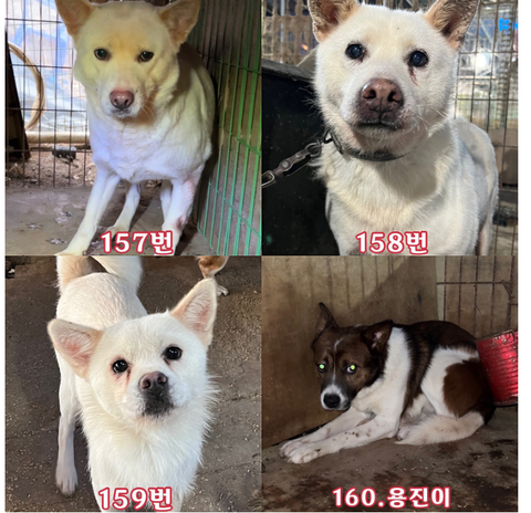 완주군 보호소를 도와주세요. 내일 8월 5일 오전 49마리의 생명이 사라집니다… 여러분의 관심이 필요합니다