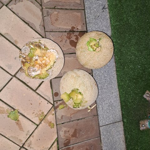 이마트몰에서 멜론을 선물했는데 다 썩은걸보냈어요