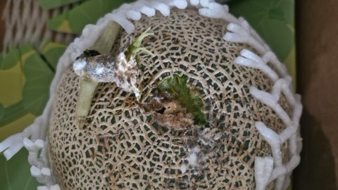 이마트몰에서 멜론을 선물했는데 다 썩은걸보냈어요