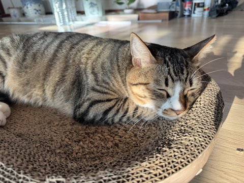 내 남자친구이자 룸메이트 사진