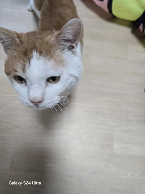 간택 15일 정도.. 사진투척