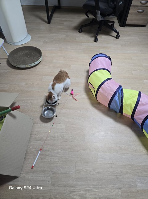 간택 15일 정도.. 사진투척