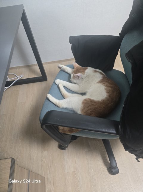 간택 15일 정도.. 사진투척