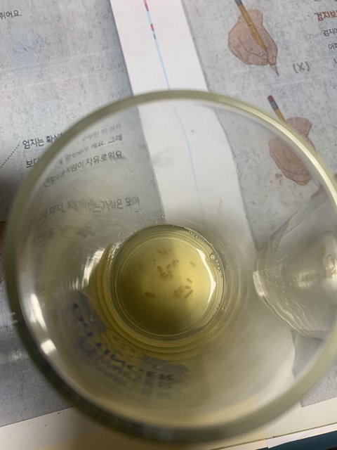 일곱일레븐  맥주