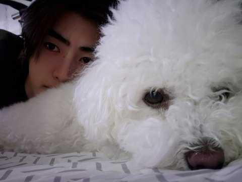 박성훈 강아지랑 찍은 침대셀카 미쳤다