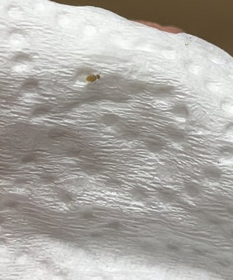 이거 물어보려고 가입까지 함;