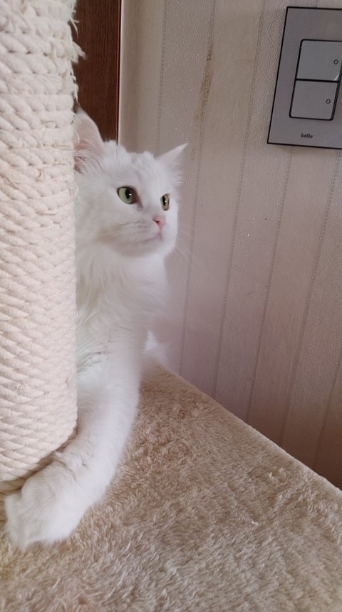 흰 고양이 다 큰거겠죠