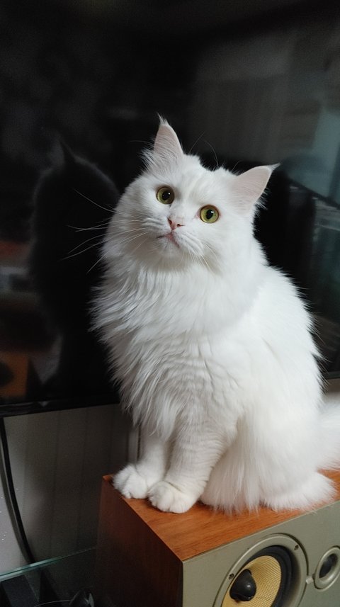 흰 고양이 다 큰거겠죠