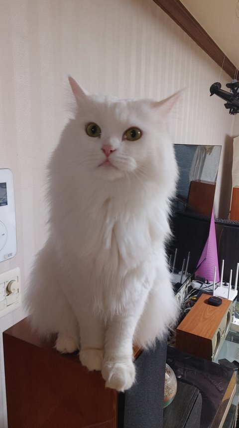 흰 고양이 다 큰거겠죠