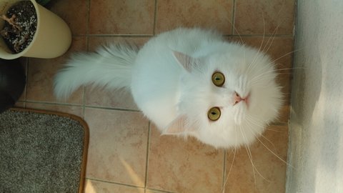 흰 고양이 다 큰거겠죠