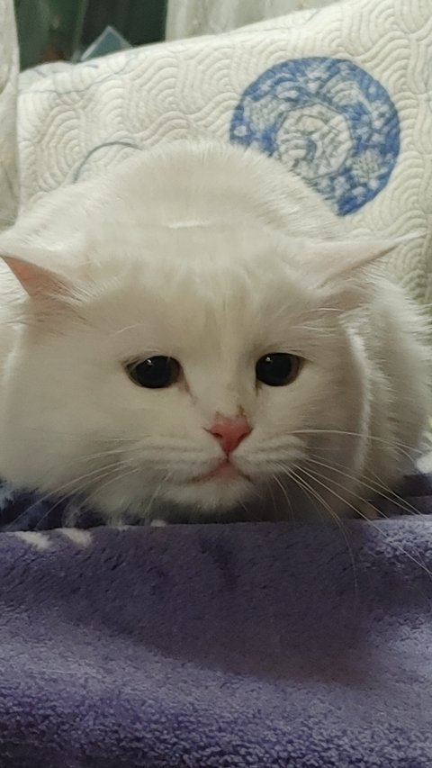 흰 고양이 다 큰거겠죠