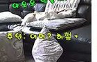 혼자 있는 강쥐 걱정되서 홈캠 봤더니?